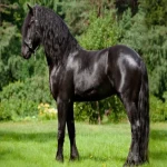 خرید اسب یال بلند زیبا با قیمت استثنایی