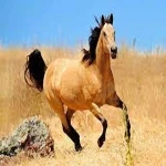 اسب عرب نژاد خرسان؛ شجاع باهوش 2 کاربرد کوهنوردی درشکه سواری