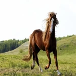 اسب قهوه ای ایرانی؛ ترکمن صحرا قد (150 158) سانتی متر قد بلند سبک وزن