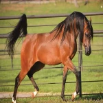 اسب عرب خارجی؛ عضلات قوی قدرتمند قد (143 153) سانتیمتر