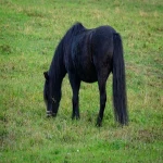 اسب کوچک سیاه؛ ظریف مشکی پا کوتاه قد 150 160 سانت
