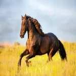 اسب ترکمن طلاقوش؛ دونده باهوش 2 رنگ طلایی کهر پای کشیده