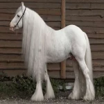قیمت اسب پا کوتاه سفید