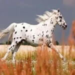 اسب نژاد سرخپوستی (آپالوسا) پوست خال خالی اندام ورزیده مسابقات Indian