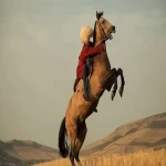 قیمت اسب ترکمن در ایران