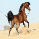 خرید و قیمت روز اسب عرب ماهرخ