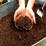 کود ورمی کمپوست برای درخت گردو؛ ارگانیک خشک گیاه خانگی روی پتاسیم Iron
