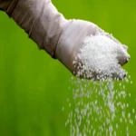 کود شیمیایی برنج؛ مایع بو دار حاوی اکسیژن ازت کربن Hydrogen