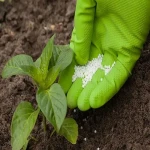 کود اوره فسفات؛ خانگی شیمیایی (2 5 10) کیلوئی تسریع رشد گیاه