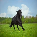 اسب شایر مشکی؛ قدرتمند عمر طولانی مناسب بارکشی 1200 کیلوگرم