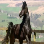 قیمت و خرید اسب عرب مصری سیاه + فروش ارزان