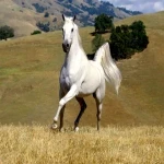 بهترین نژاد اسب ایرانی + راهنمای جامع تیمار کردن اسب