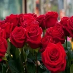 گل رز قرمز هلندی همراه با توضیحات کامل و آشنایی