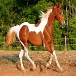 اسب اصیل ایرانی باستان؛ ترکمن تالشی 2 رنگ کهربایی خاکستری