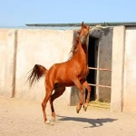 اسب عرب چتال؛ نژاد برتر ظاهر زیبا 2 رنگ قهوه ای مشکی