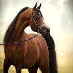 اسب عرب + قیمت اسب اصیل
