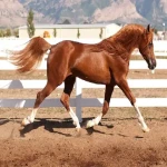 اسب ماده قهوه ای؛ نژاد عرب ترکمن کرد عمر 25 35 سال