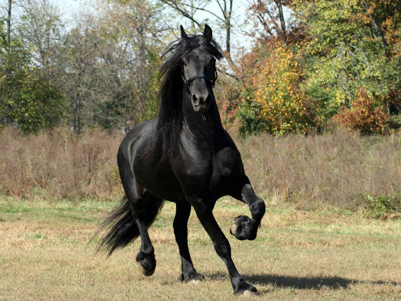 مشخصات اسب خوشگل مشکی