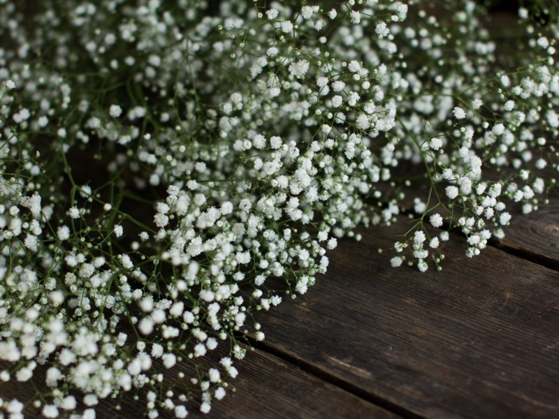 مشخصات گل ژیپسوفیلا سفید