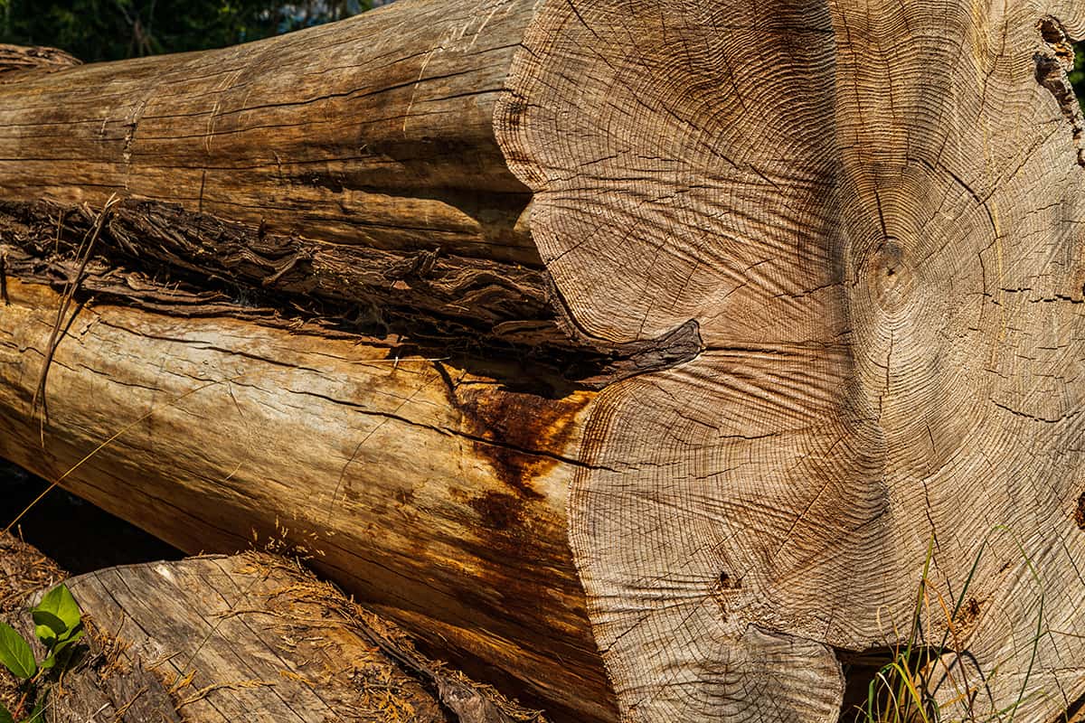 مشخصات چوب درخت سرخدار