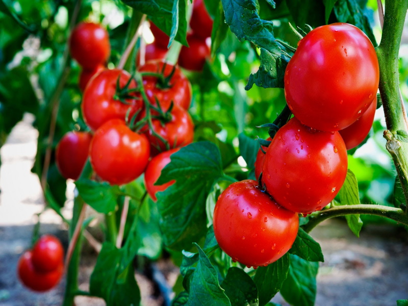 قیمت گوجه گلخانه ای جلفا + خرید و فروش