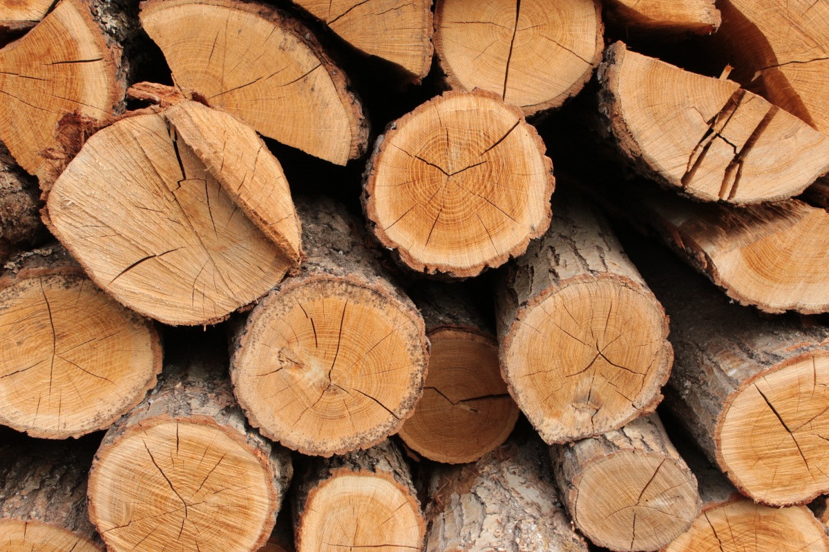 مشخصات چوب درخت راش