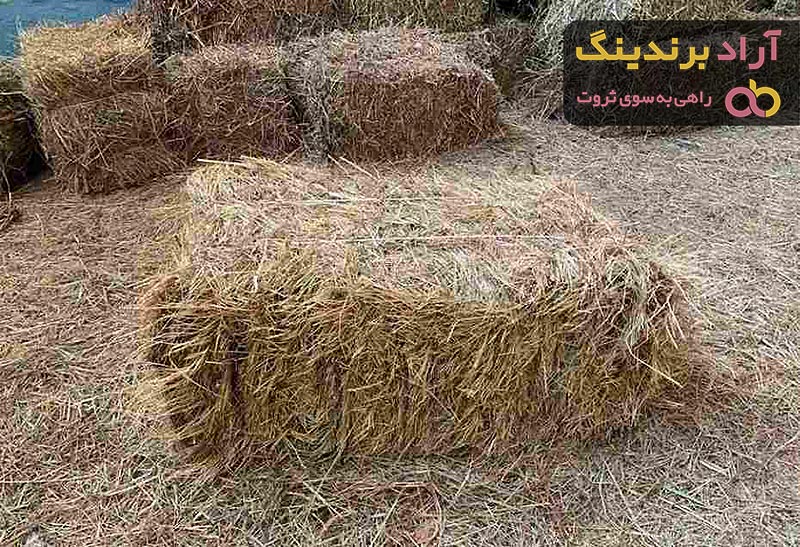 یونجه خرگوش شیراز + قیمت خرید، کاربرد، مصارف و خواص