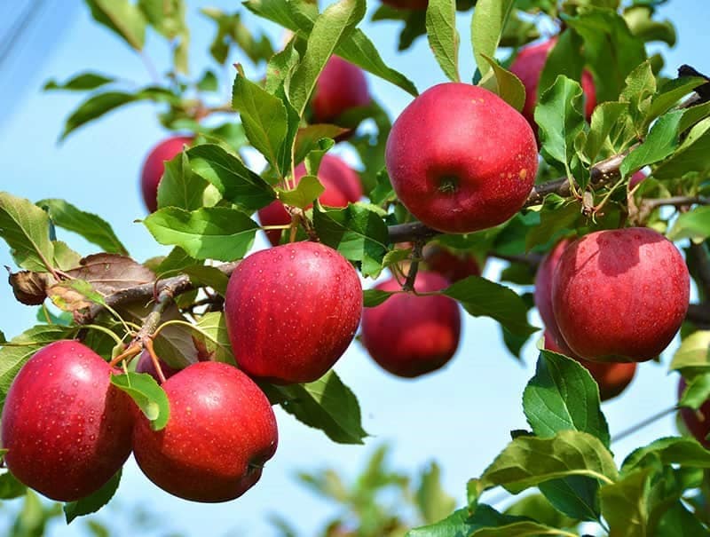 قیمت سیب پاییزه ۱۴۰۱
