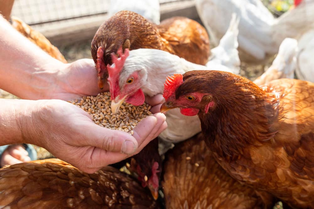 خوراک مرغ تخمی؛ کم چرب مقوی تامین انرژی حاوی Protein