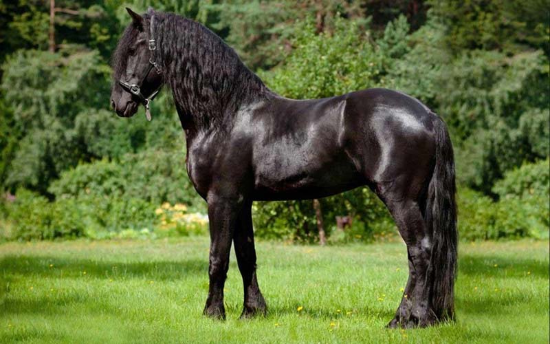 اسب هلندی در ایران؛ بلند قامت سم پهن رنگ مشکی نژاد Friesian