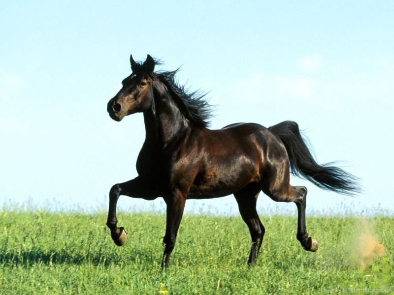 اسب عرب یال بلند؛ سیاه خاکستری باهوش خون گرم قد 165 155 سانتی متر