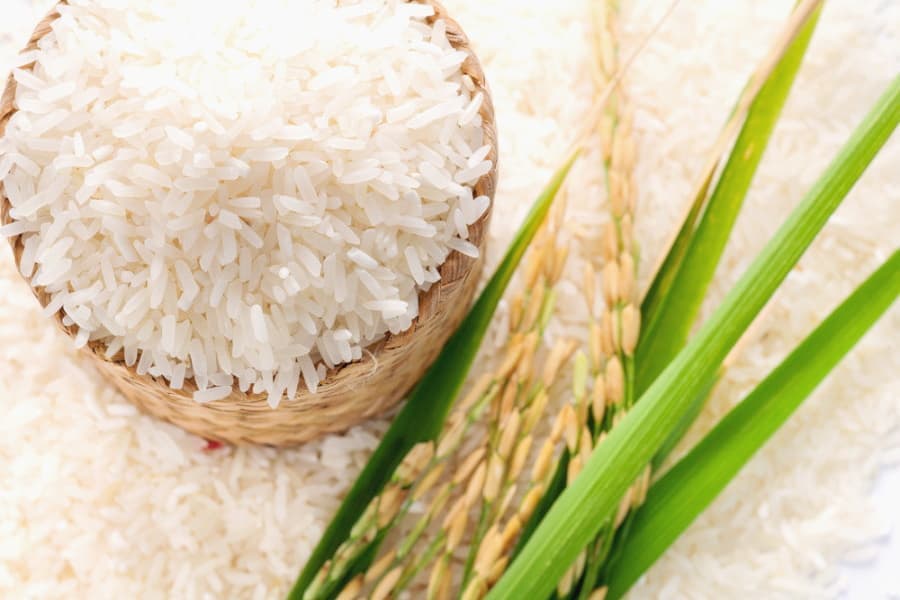 برنج طارم؛ دانه بلند لاشه حاوی کربوهیدرات کشت مازندران Guilan
