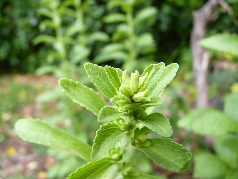 گیاه استویا در بارداری (برگ عسلی) شیرین اسانس پودر کنترل قند
