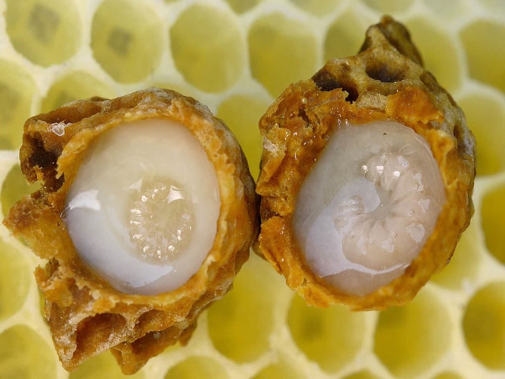 ژل رویال همدان؛ بهبود عملکرد بدن ضد جوش ملکه زنبور عسل گرم Vitamin