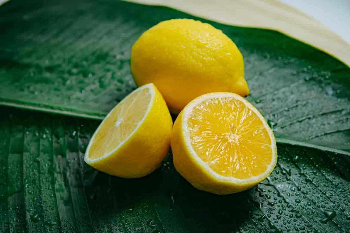 لیمو ترش صبح ناشتا؛ سبز زرد 3 نوع عمانی انگشتی شیرازی Vitamin C