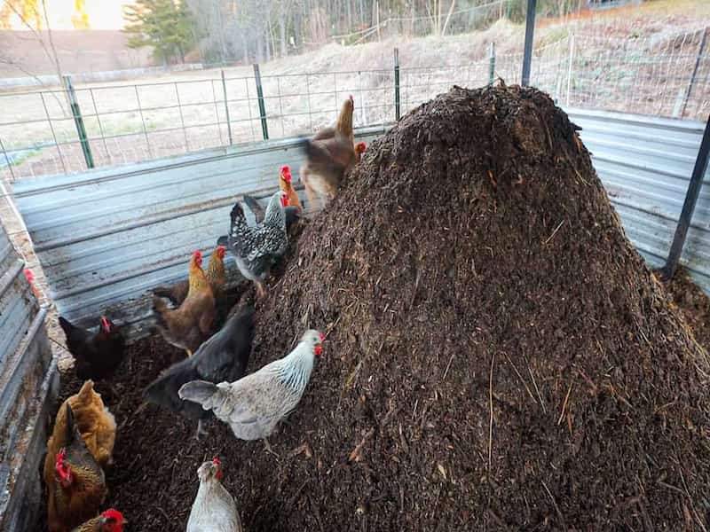 کود مرغی درخت پسته | خرید با قیمت ارزان