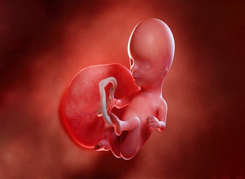 بررسی اثرات زعفران بر سقط جنین و سلامت مادر