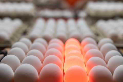 دستگاه کندلینگ تخم مرغ همراه با توضیحات کامل و آشنایی