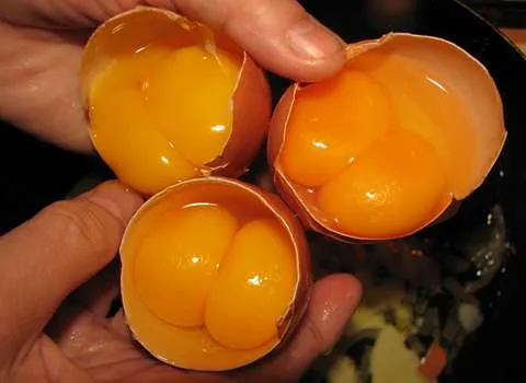 آموزش خرید تخم مرغ رسمی دو زرده  صفر تا صد