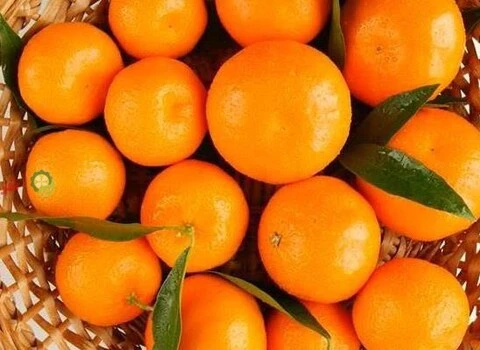 نارنگی ژاپنی مازندران همراه با توضیحات کامل و آشنایی