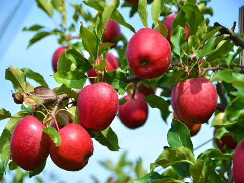 راهنمای خرید سیب درختی سرخ با شرایط ویژه و قیمت استثنایی