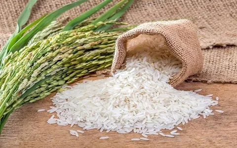 قیمت برنج کشت دوم معطر شمال با مرغوبیت و کیفیت  فوق العاده