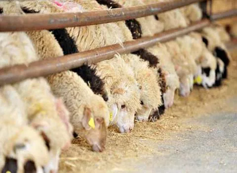 مکمل دامی گوسفندی آشنایی صفر تا صد قیمت خرید عمده