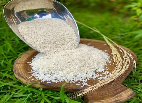برنج صدری گیلان همراه با توضیحات کامل و آشنایی