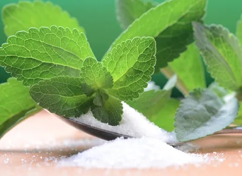 گیاه استویا در گیلان؛ تازه خشک درمان دیابت ضد سرطان Stevia