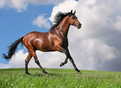 اسب قهوه ای براق؛ بدن عضلانی سرعت قدرت بالا مناسب مسابقات سوارکاری