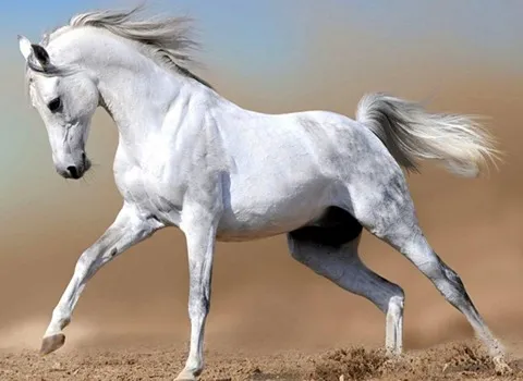 خرید اسب عرب اصیل سفید + بهترین قیمت