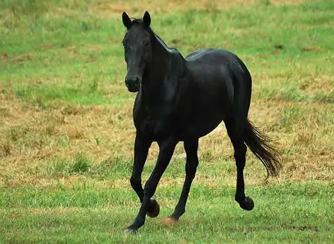 اسب ترکمن سیاه اصیل ایرانی کد 128