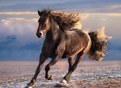 اسب عرب اروپایی؛ قدرت بدنی بالا قد کوتاه مناسب چوگان بازی حمل بار horse