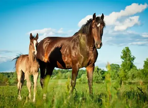 اسب اصیل | فروشندگان قیمت مناسب اسب اصیل